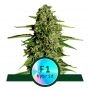 Medusa F1 Auto Feminized Marijuana Strain by Royal Queen Seeds For Sale Online at Cannabis Seeds Outlet