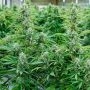 Medusa F1 Auto Feminized by Royal Queen Seeds THC Content Potency Strength CBD Height Yield Flowering Time Indica Sativa Genetic