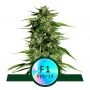 Hyperion F1 Auto Feminized Marijuana Strain by Royal Queen Seeds For Sale Online at Cannabis Seeds Outlet