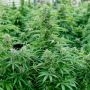 Hyperion F1 Auto Feminized by Royal Queen Seeds THC Content Potency Strength CBD Height Yield Flowering Time Indica Sativa Genet