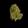 Royal Queen Seeds Epsilon F1 Auto Smoke Buds Weed Ganja Skunk Dope Pot Images Pics Nuggets