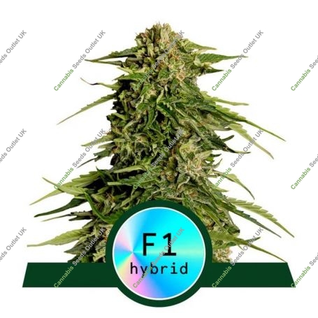 Epsilon F1 Auto Feminized Marijuana Strain by Royal Queen Seeds For Sale Online at Cannabis Seeds Outlet
