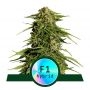 Epsilon F1 Auto Feminized Marijuana Strain by Royal Queen Seeds For Sale Online at Cannabis Seeds Outlet