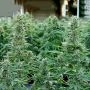 Epsilon F1 Auto Feminized by Royal Queen Seeds THC Content Potency Strength CBD Height Yield Flowering Time Indica Sativa Geneti