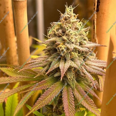 Blood Diamonds Feminized Marijuana Strain by Conscious Genetics For Sale Online at Cannabis Seeds Outlet