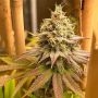 Blood Diamonds Feminized Marijuana Strain by Conscious Genetics For Sale Online at Cannabis Seeds Outlet