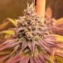 Blood Diamonds Feminized by Conscious Genetics THC Content Potency Strength CBD Height Yield Flowering Time Indica Sativa Geneti