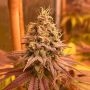 Conscious Genetics Blood Diamonds Smoke Buds Weed Ganja Skunk Dope Pot Images Pics Nuggets