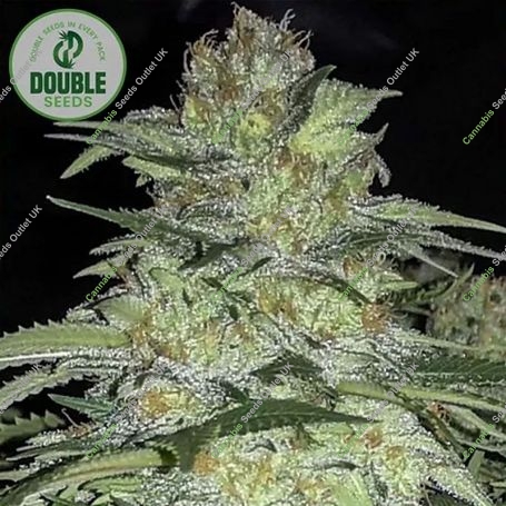 White Widow x Big Bud Feminized Marijuana Strain by Double Seeds For Sale Online at Cannabis Seeds Outlet