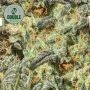 Double Seeds White Widow x Big Bud Smoke Buds Weed Ganja Skunk Dope Pot Images Pics Nuggets