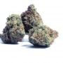 White Widow x Big Bud Feminized by Double Seeds THC Content Potency Strength CBD Height Yield Flowering Time Indica Sativa Genet