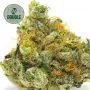 Double Seeds Gorilla Glue x Starfighter Smoke Buds Weed Ganja Skunk Dope Pot Images Pics Nuggets