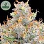 Gorilla Glue x Starfighter Feminized Marijuana Strain by Double Seeds For Sale Online at Cannabis Seeds Outlet