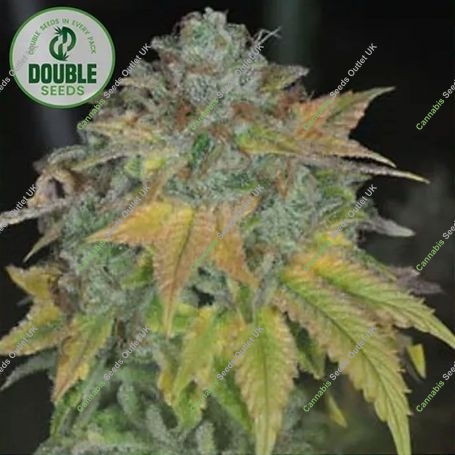 Stardawg Feminized Marijuana Strain by Double Seeds For Sale Online at Cannabis Seeds Outlet