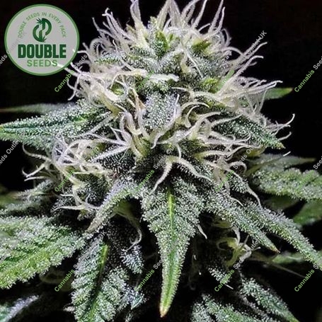 Gorilla Zkittlez Feminized Marijuana Strain by Double Seeds For Sale Online at Cannabis Seeds Outlet