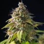 Double Seeds Gorilla Zkittlez Smoke Buds Weed Ganja Skunk Dope Pot Images Pics Nuggets