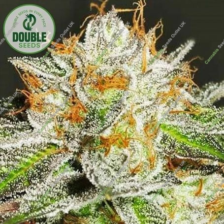 Bruce Banner Feminized Marijuana Strain by Double Seeds For Sale Online at Cannabis Seeds Outlet