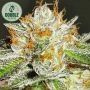 Bruce Banner Feminized Marijuana Strain by Double Seeds For Sale Online at Cannabis Seeds Outlet