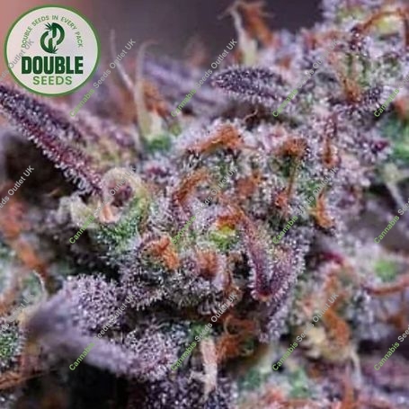 Blue Kush Feminized Marijuana Strain by Double Seeds For Sale Online at Cannabis Seeds Outlet
