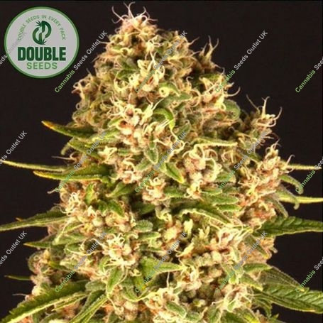 Blue Cheese Feminized Marijuana Strain by Double Seeds For Sale Online at Cannabis Seeds Outlet