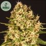 Blue Cheese Feminized Marijuana Strain by Double Seeds For Sale Online at Cannabis Seeds Outlet