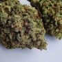 Blue Cheese Feminized by Double Seeds THC Content Potency Strength CBD Height Yield Flowering Time Indica Sativa Genetics