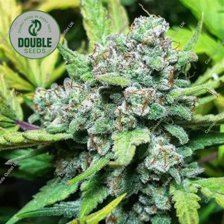 Stardawg Auto Feminized Marijuana Strain by Double Seeds For Sale Online at Cannabis Seeds Outlet