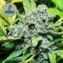 Stardawg Auto Feminized Marijuana Strain by Double Seeds For Sale Online at Cannabis Seeds Outlet