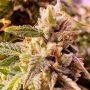 Double Seeds Stardawg Auto Smoke Buds Weed Ganja Skunk Dope Pot Images Pics Nuggets