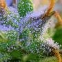 Northern Lights Auto Feminized by Double Seeds THC Content Potency Strength CBD Height Yield Flowering Time Indica Sativa Geneti