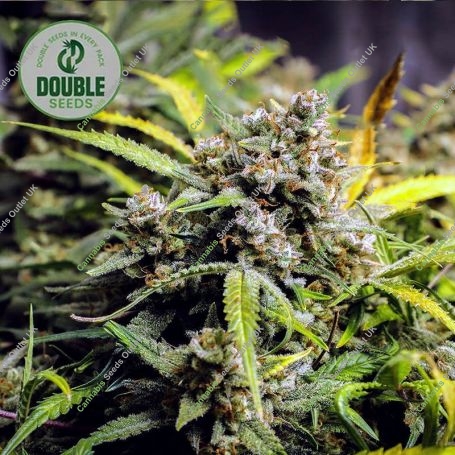 Northern Lights Auto Feminized Marijuana Strain by Double Seeds For Sale Online at Cannabis Seeds Outlet
