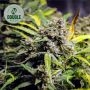 Northern Lights Auto Feminized Marijuana Strain by Double Seeds For Sale Online at Cannabis Seeds Outlet