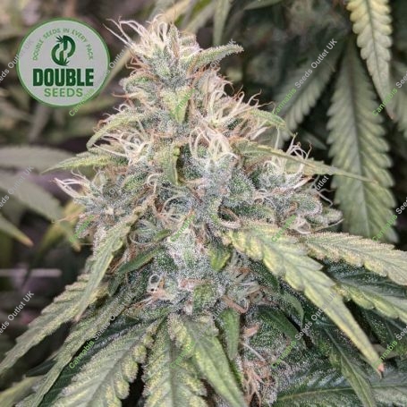 Gorilla Glue Auto Feminized Marijuana Strain by Double Seeds For Sale Online at Cannabis Seeds Outlet