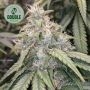 Gorilla Glue Auto Feminized Marijuana Strain by Double Seeds For Sale Online at Cannabis Seeds Outlet