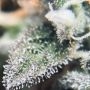 Gorilla Glue Auto Feminized by Double Seeds THC Content Potency Strength CBD Height Yield Flowering Time Indica Sativa Genetics