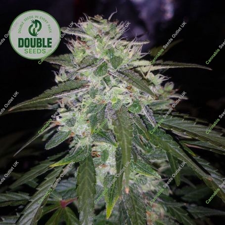 Gelato Auto Feminized Marijuana Strain by Double Seeds For Sale Online at Cannabis Seeds Outlet