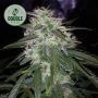Gelato Auto Feminized Marijuana Strain by Double Seeds For Sale Online at Cannabis Seeds Outlet