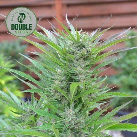 Blackberry Gum Auto Feminized Marijuana Strain by Double Seeds For Sale Online at Cannabis Seeds Outlet