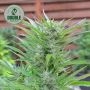 Blackberry Gum Auto Feminized Marijuana Strain by Double Seeds For Sale Online at Cannabis Seeds Outlet