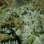 Big Bud Auto Feminized by Double Seeds THC Content Potency Strength CBD Height Yield Flowering Time Indica Sativa Genetics