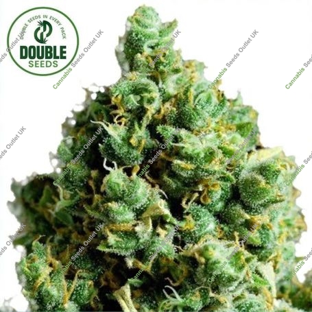 Big Bud Auto Feminized Marijuana Strain by Double Seeds For Sale Online at Cannabis Seeds Outlet