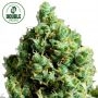 Big Bud Auto Feminized Marijuana Strain by Double Seeds For Sale Online at Cannabis Seeds Outlet