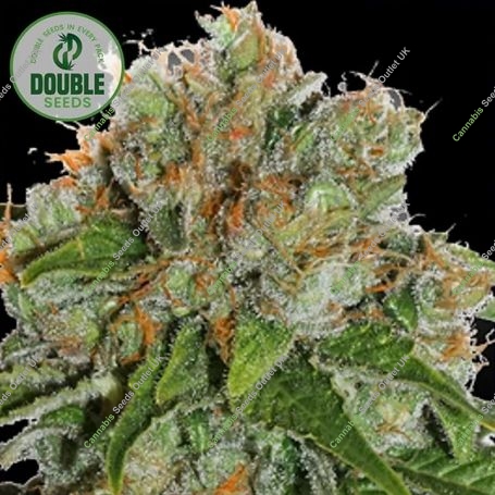 Amnesia Auto Feminized Marijuana Strain by Double Seeds For Sale Online at Cannabis Seeds Outlet