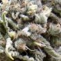 White Widow Auto Feminized by Power Strains THC Content Potency Strength CBD Height Yield Flowering Time Indica Sativa Genetics
