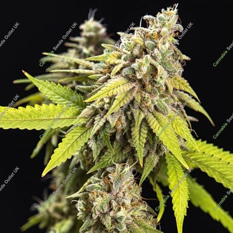 White Widow Auto Feminized Marijuana Strain by Power Strains For Sale Online at Cannabis Seeds Outlet