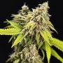White Widow Auto Feminized Marijuana Strain by Power Strains For Sale Online at Cannabis Seeds Outlet
