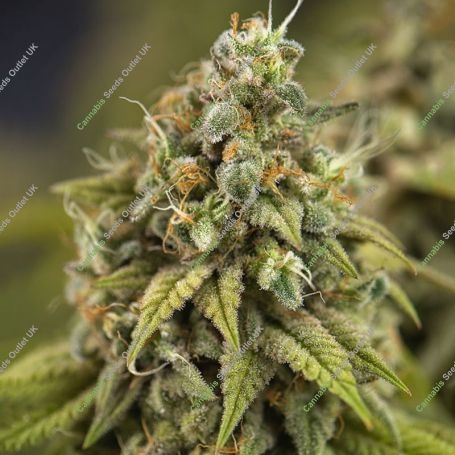 Wedding Cake Auto Feminized Marijuana Strain by Power Strains For Sale Online at Cannabis Seeds Outlet