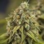 Wedding Cake Auto Feminized Marijuana Strain by Power Strains For Sale Online at Cannabis Seeds Outlet