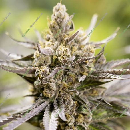 Watermelon Auto Feminized Marijuana Strain by Power Strains For Sale Online at Cannabis Seeds Outlet
