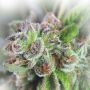 Watermelon Auto Feminized by Power Strains THC Content Potency Strength CBD Height Yield Flowering Time Indica Sativa Genetics